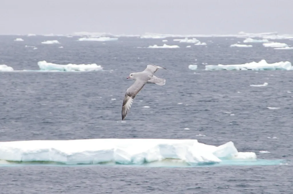 Fulmar argenté