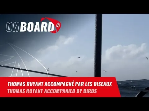 Les oiseaux de l'océan Indien | Vendée Globe 2024