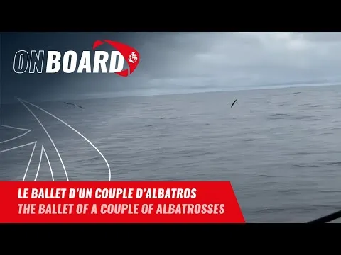 Benjamin Ferré interrompu par le ballet d'un couple d'albatros | Vendée Globe 2024