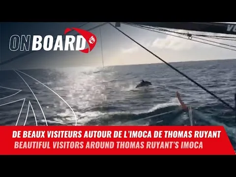 De beaux visiteurs autour de l'IMOCA de Thomas Ruyant | Vendée Globe 2024