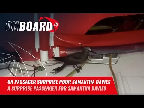 Un passager surprise pour Samantha Davies | Vendée Globe 2024