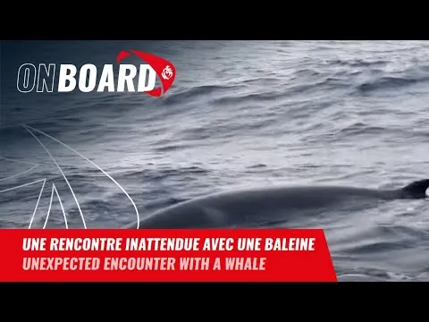 Une rencontre inattendue avec une baleine pour Éric Bellion | Vendée Globe 2024