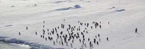 Adélie penguins in Terre Adélie